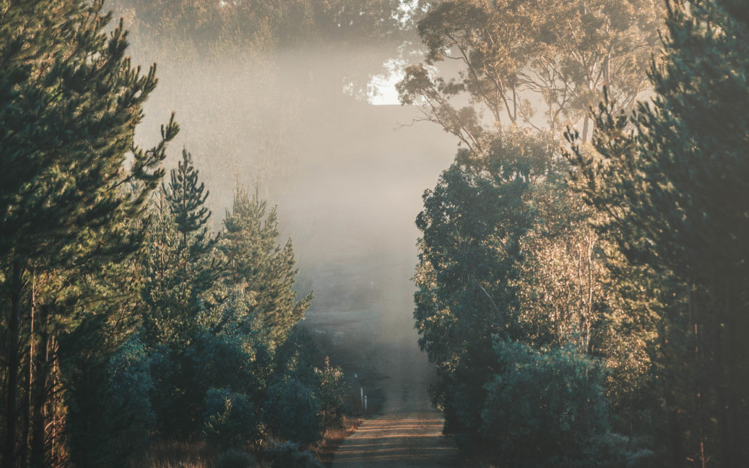 7 Days Later: Edition 62 – South Australia Forest Running.